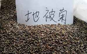 野花的种子长什么样，野花的种子什么样的好