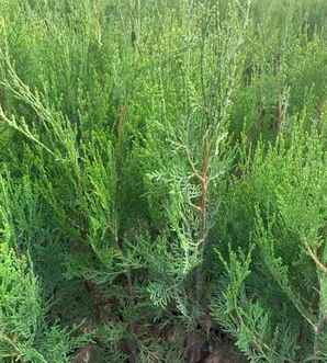 侧柏种植注意什么，湖南侧柏种植基地