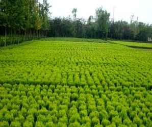 洒金柏的价值与栽培技术，洒金柏种植技术