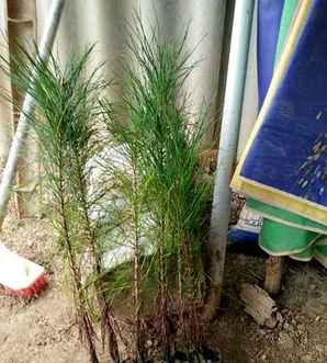 马尾松是什么植物，马尾松属于什么植物