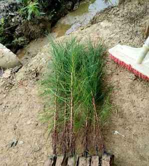 马尾松是什么植物，马尾松属于什么植物
