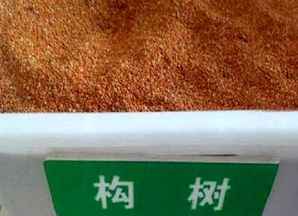 构树种子回收，贵州构树种子