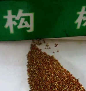 构树种子回收，贵州构树种子