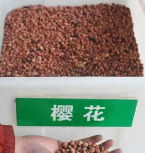 樱花种子长在哪，樱花种子在樱花树的哪里