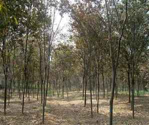 榉树育苗基地的面积是多少平方米，榉树的育苗方法