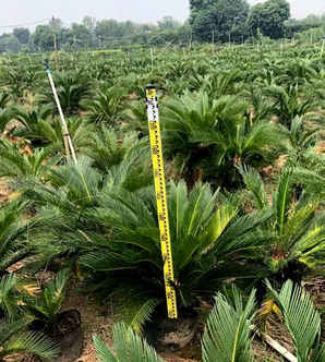 铁树的种子怎么种植视频，铁树种子怎么种植方法