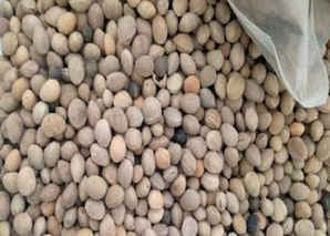 樱桃种子播种技术，樱桃小番茄怎样播种