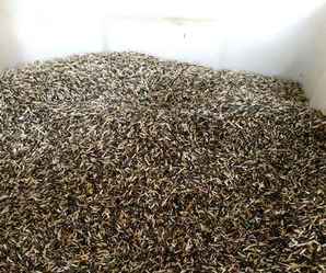 万寿菊种子发芽，万寿菊种子发芽图片欣赏