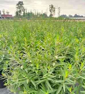 千屈菜多少钱一株，千屈菜哪个品种最便宜