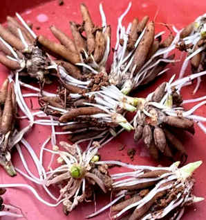 花毛茛有种子吗图片，花毛茛种子图