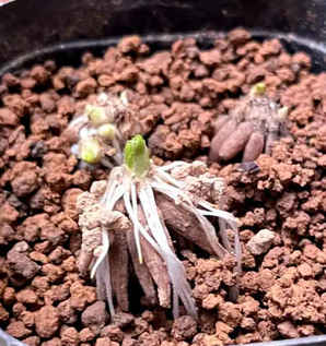 花毛茛有种子吗图片，花毛茛种子图