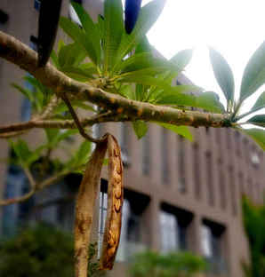 鸡蛋花的种子有哪些，鸡蛋花种子什么样子
