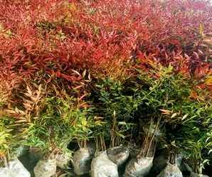 墙边南天竹种植间距，南天竹种植间距多少