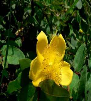 金丝梅是裸子植物还是被子植物，金丝梅属于红色系花的树种吗