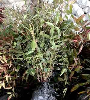 墙边南天竹种植间距，南天竹种植间距多少