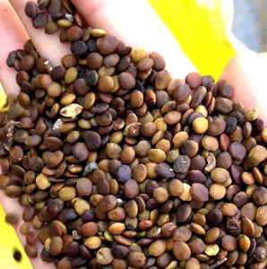 紫荆树可以用花籽播种吗，紫荆树种子播种方法