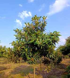 怎么样让枇杷种子快速发芽图解，枇杷种子发芽的适宜温度