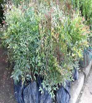 南天竹适合哪个季节修建，南天竹哪个季节