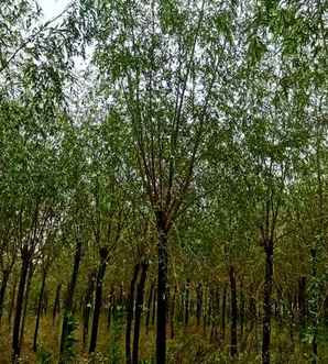 金丝垂柳生产基地，金丝垂柳批发基地
