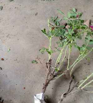 玫瑰苗种植用什么土，玫瑰苗用什么土