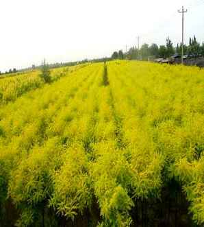 矮杆金叶榆球价格，金叶榆球多少钱一棵