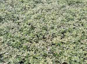 迎春花枝叶煮水的作用，迎春花的作用有哪些？