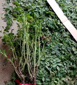 玫瑰苗种植方法和时间，玫瑰苗种植