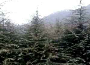 雪松树苗批发价格，雪松价格的走势