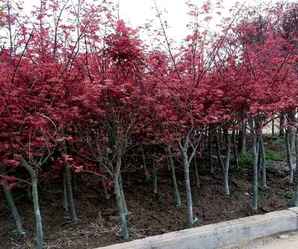 红枫树苗种植基地，荔浦市双江镇红枫苗木种植基地