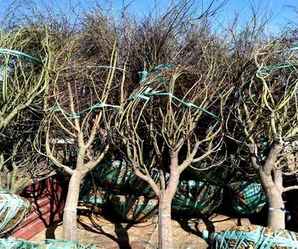 红枫树苗种植基地，荔浦市双江镇红枫苗木种植基地