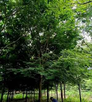 大榉树种植修剪方法视频，榉树种植有哪些方法