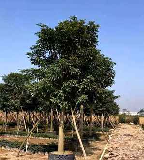 秋枫种植需要摘剪吗，秋枫秋季种植要打叶子吗