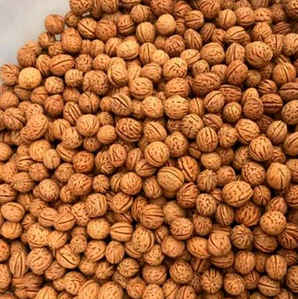 桃子种子盆栽种植方法，桃子种子盆栽种植方法