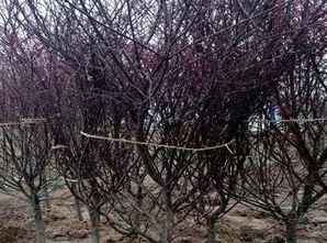 红枫树种植方法，红枫树种植方法盆栽