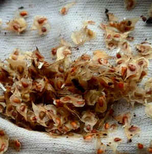 花毛莨种子什么样子，花毛茛种子如何催芽视频