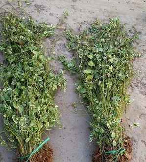 金边扶芳藤会开花吗，扶芳藤花期多久开花