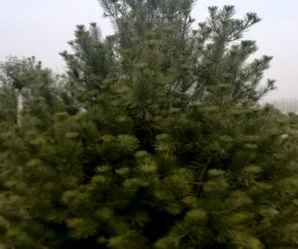种植白皮松能结果吗，白皮松的种植方法