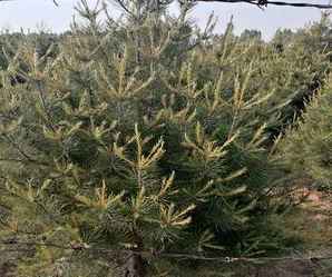 种植白皮松能结果吗，白皮松的种植方法