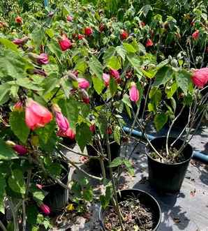 风铃草种植批发，日本风铃草批发在哪里