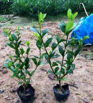 栀子花简介，白花栀子花简介