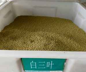 灌木草花种子批发，灌木草花种子