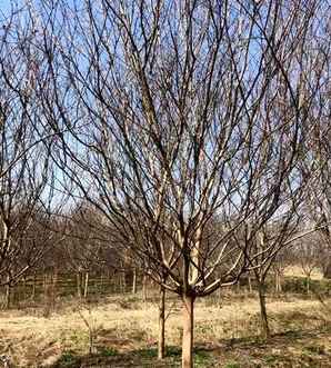 紫薇树株距，紫薇树种植株距行距