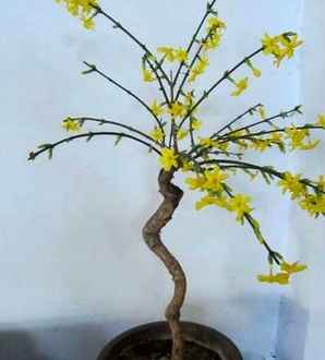 迎春花的花期及养护方法，迎春花的花期是什么时间