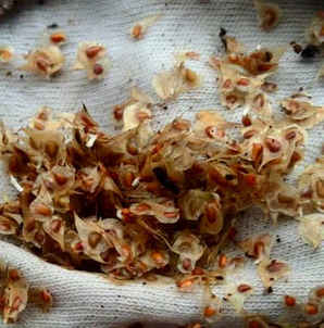 花毛茛种子怎么种植，花毛茛种子怎么种植视频