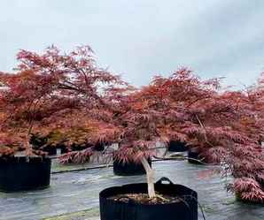 日本羽毛枫树苗，日本羽毛枫简介