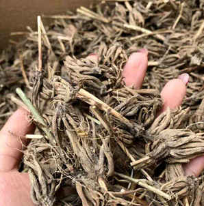 花毛茛种子怎么种植，花毛茛种子怎么种植视频