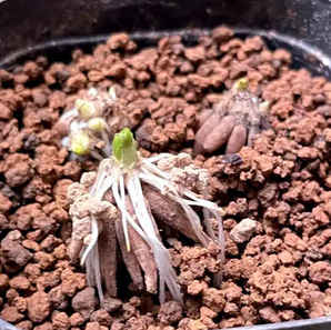 花毛茛种子怎么种植，花毛茛种子怎么种植视频