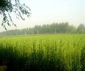 广东盆景北海道黄杨种植基地，广汉园林教如何种植北海道黄杨