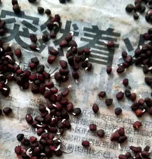 仙客来种子，仙客来种子发芽后怎么养护