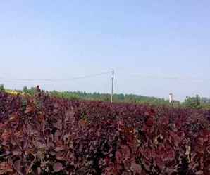 美国红栌和中国红栌区别，美国红栌什么科